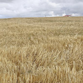 Azuaga. Campos de cereales en el Camino de Carretas